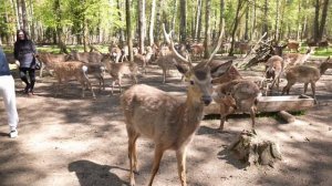 Экологическая тропа Копорье