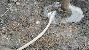 Поливаю яблони с водой из погреба.. В погребе вода поднялась и с этой водой подкармливаю кусты.