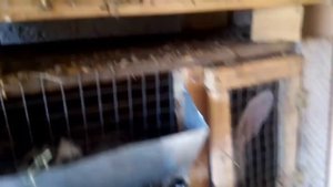 Кролики Крым