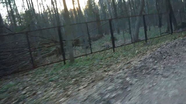 C собакой на самокате. Дог-скутеринг с Борусом