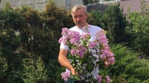 Лагерстремия 14 сентября