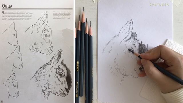 ?Рисую овечку по книге простыми карандашами Малевич ✏️ Книга — Полный курс рисования✍️ смотреть онлайн