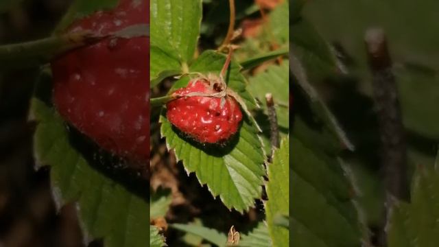 Чудо полянка - Землянички !!! смотреть онлайн