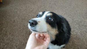 Бордер-колли выполняет команду “зубы”