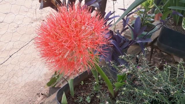 Coroa ImperialScadoxus Multiflorus