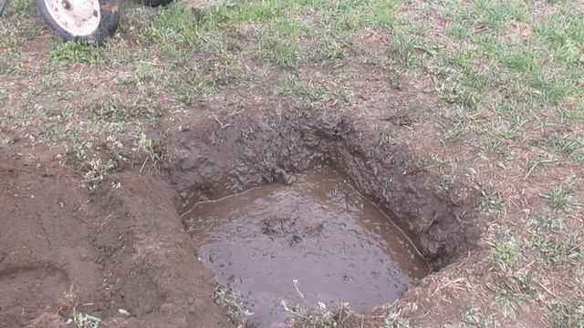 Посадка  деревьев и кустарников. 100 процентная приживаемость саженца.