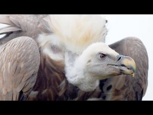 ГРИФ - птица поедающая падаль. Все самое интересное про птицу гриф. Познавательное про птицу