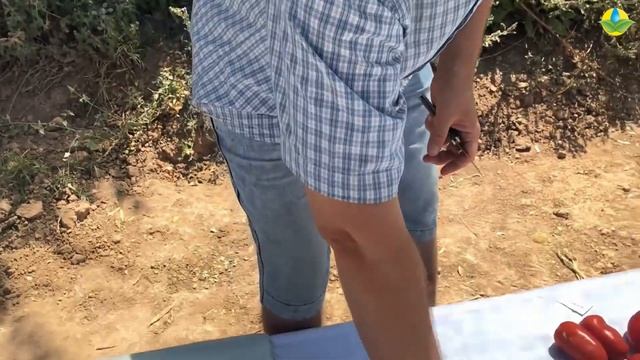 ТОМАТ ПЬЕТРАРОССА F1 - ЛИДЕР ПО УРОЖАЙНОСТИ! смотреть онлайн