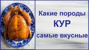 Мясо какой курицы вкуснее// Сравниваем мясо несушки бройлера//ЖДУ ВАШИ КОМЕНТАРИИ