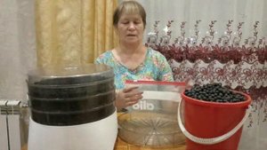 Арония рябина черноплодная Заготовка на зиму