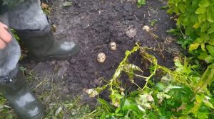 Египетская картошка из супермаркета против элиты и местного сорта