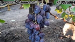 НОВИНКА !!! ГФ. Винограда ВИКОНТ (Калугин В.М.).