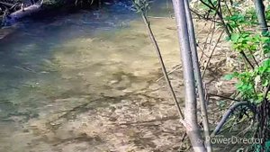 Нерест Симы в одной из рек Приморского Края