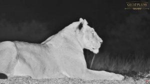 Африка. Ночь. Львы на водопое - Africa. Night. Lions at the watering hole