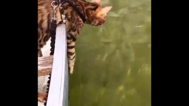 Кот ловит рыбу смотреть онлайн