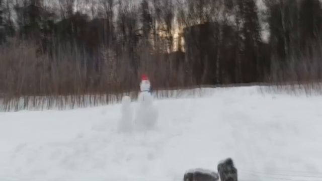 собаки
