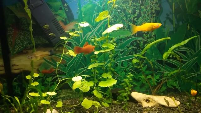 Меченосец Содержание Размножение смотреть онлайн