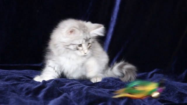 норвежский лесной котенок Belyana смотреть онлайн