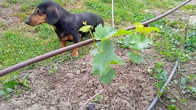 саженец винограда не растëт, что я делаю смотреть онлайн