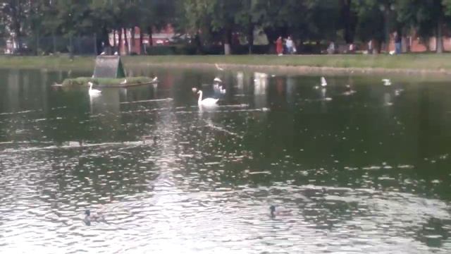 Утки, лебеди, чайки уживаются вместе на озере в Сергиевском Пасаде