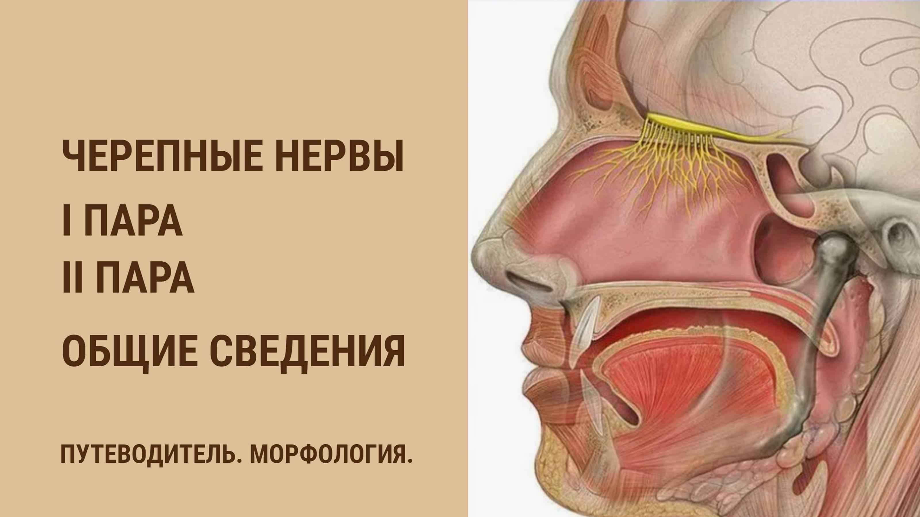 Черепные нервы. I-II пары. Общие сведения