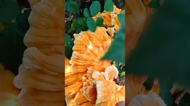 КУЧА ГРИБОВ! Огромное соцветие Трутовика Серно-желтого! смотреть онлайн