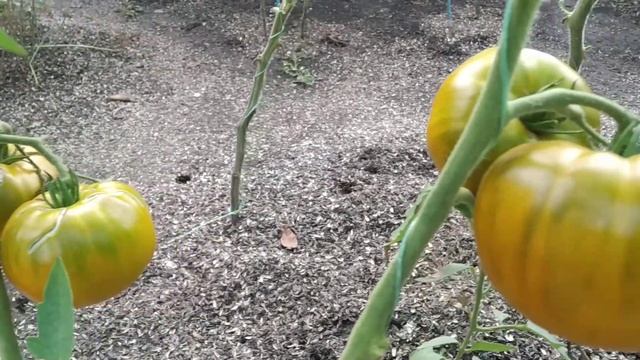 №38 "Малахитовая шкатулка".  Сорта помидоров. Выращивание помидоров. Огород. Сад. Томаты.