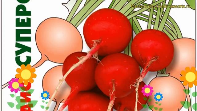 Редис СуперСтар. Краткий обзор, описание характеристик, где купить семена raphanus sativus SuperSta смотреть онлайн