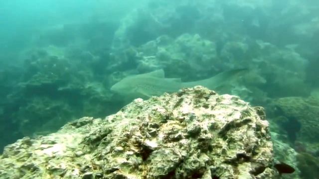 Зебровая акула (Stegostoma fasciatum). смотреть онлайн