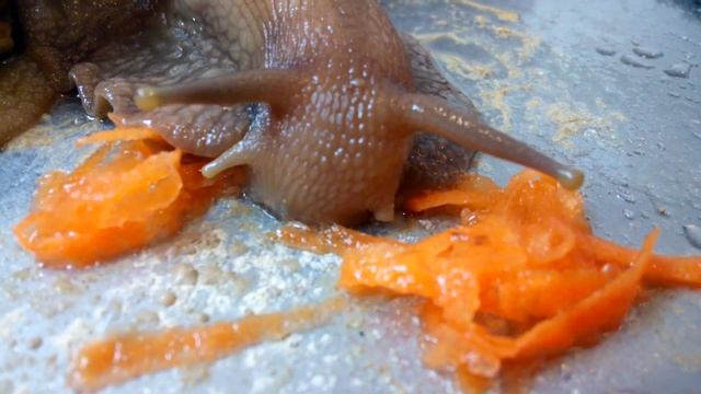 Ахатина, ахатина ест, африканская улитка смотреть онлайн