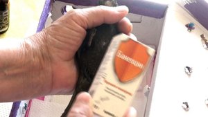 Черный стриж попал в беду / методы лечение / стриж идет на поправку
