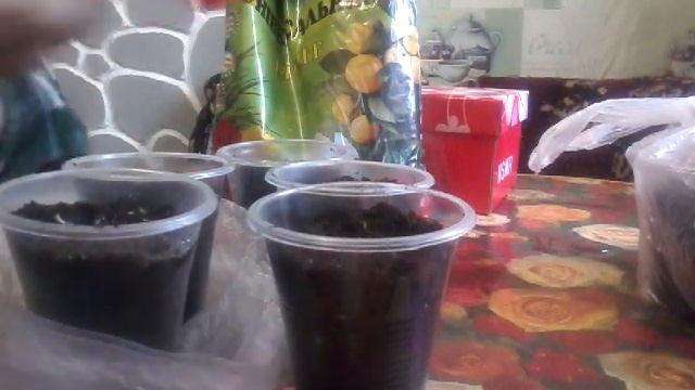 Сею Годецию, смотреть онлайн