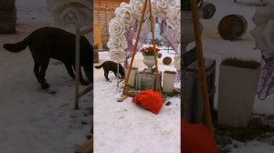 Индюк что такое сопли, и как они называются