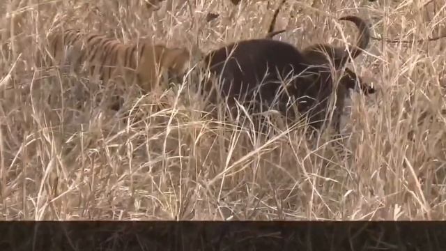 Тигр против Буйвола КТО КОГО?! (подборка) смотреть онлайн