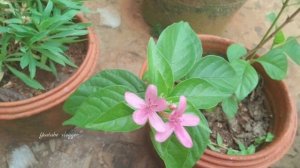 சூடேராந்தமம் | Pseuderanthemum | read description for more details