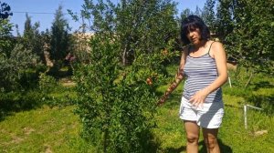 Гранат после обрезки через год.