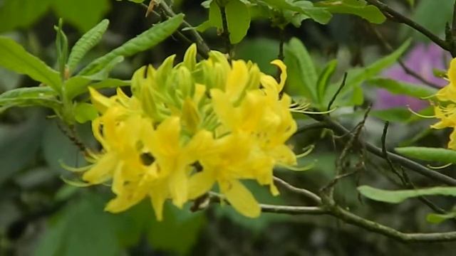 Rhododendron luteum Sweet смотреть онлайн