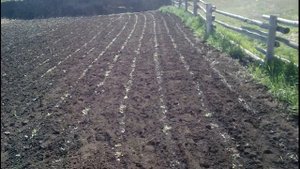 Прополка кормовой свеклы