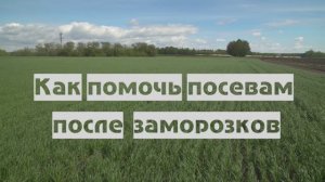 Посевы после возвратных заморозков. Что делать?
