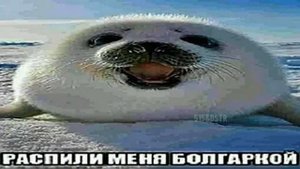 Пожалуйста распили меня болгаркой, умоляю распили меня болгаркой, ну распили :(