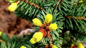 Приросты на хвойных. Обзор сада 30.04.23