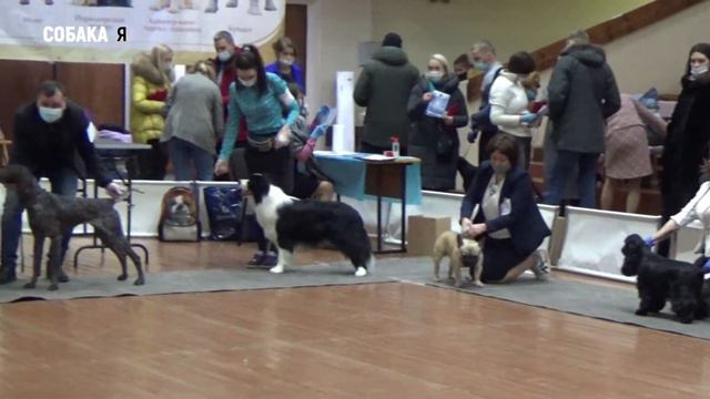 Лучший юниор выставка собак Поморские встречи Собака я смотреть онлайн