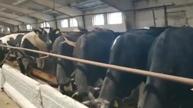 Холмогорская порода КРС  в продаже оптом живым весом +7 (965)-6000-575 продажа крс живым весом
