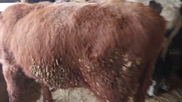 ангус авликол герефорд симментал моллар келди ?939720212 990670110 бувайди тумани.