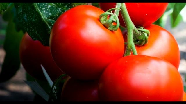 Эти Сорта Томатов ЗАВАЛЯТ УРОЖАЕМ В 2022 смотреть онлайн