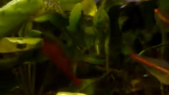 Вишневый барбус смотреть онлайн