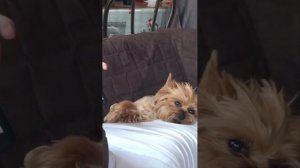 Было - Стало. Как меняются собаки взятые из приюта Домик Мелкашей.