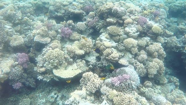 Забавный и познавательный снорклинг в Ras Nasrani и Ras Bob. Рыбы Красного моря. Melton. Часть 1.