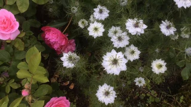 La Nigelle de Damas a de la classe смотреть онлайн