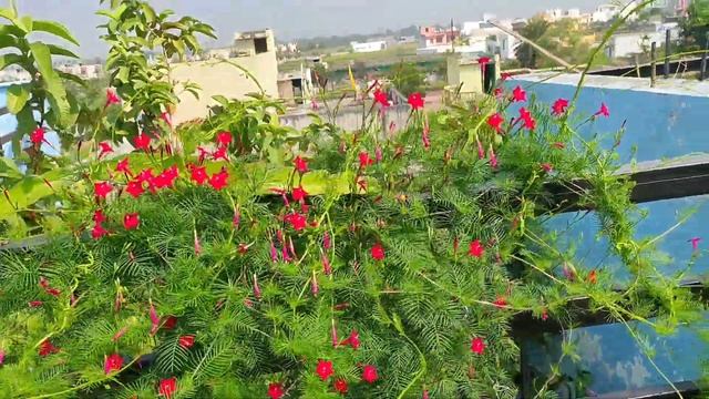 Cypress vine plant | hummingbird vine | star glory | redstarflower | cyprus vine | ganesh vel plan смотреть онлайн
